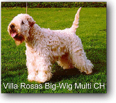 Villa Rosas BIG-WIG BIGWIG.JPG