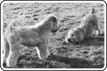 Gorby CH VR CB-Lingo & Niska CH Maroc inishkea spring -92 Gorby-o-Niska-vaaren-92-2.gif