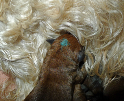 F3-newborn2.jpg