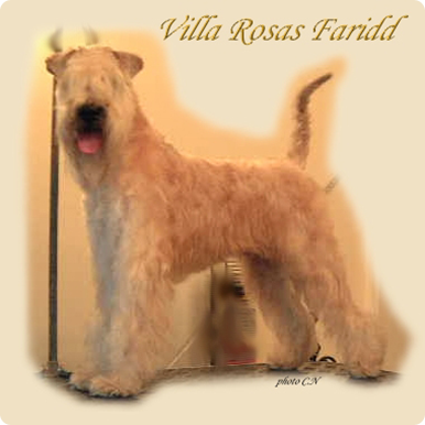 Villa Rosas Faridd.jpg faridd.jpg