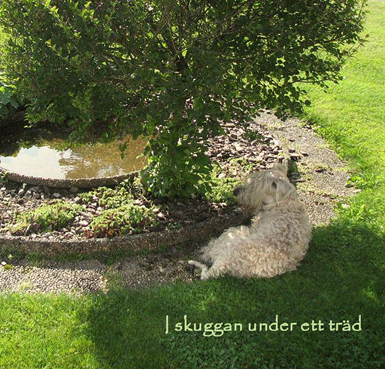 Faxe-i-skuggan-under-ett-tr.jpg Faxe-i-skuggan-under-ett-tr.jpg