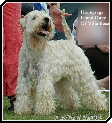 Honeyrags Islad Duke of Villa Rosa Snorre wwwweek-DUKE-Snorre.jpg