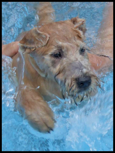 Hobel Dynamite Harry-in-the-pool Harry-in-the-pool2.jpg