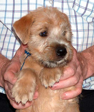 Hobel Dynamite nearly 8weeks Hobel-Dynamite-nrly-8-wks-face-after-.jpg