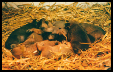 On a bed of straw (Holmenocks litter 1993) On-a-bed-of-straw-(Holmenoc.jpg