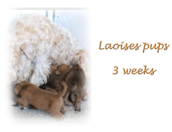 Villa Rosas Laise pups-3-weeks Laises-pups-3-weeks.gif