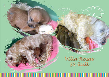 Villa Rosas Laoise with-puppies Laoise-with-puppies.jpg