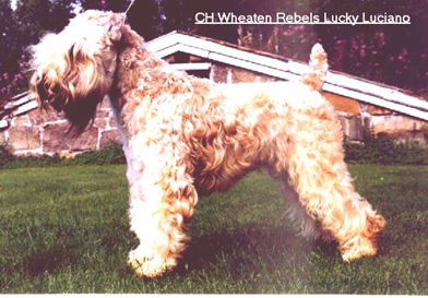 Wheaten Rebels Lucky Luciano Luci.JPG