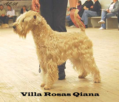 Villa Rosas Qiana Häxan Lundegård 2008 Lundegard-VillaRosasQiana.jpg