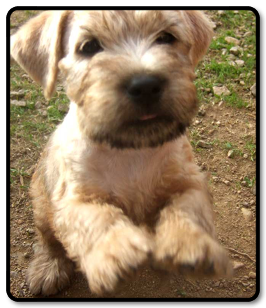 R2 litter 6weeks male-nr1 R2-6V-hane-nr1.jpg