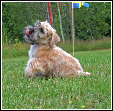 Killeshin Grainne Rosie in Sweden Rosie-in-sweden.jpg