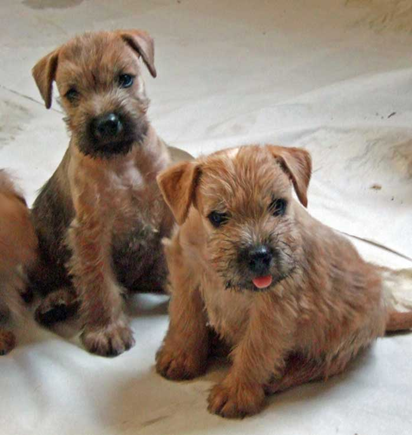 T2-6v-2-cute-puppies.jpg