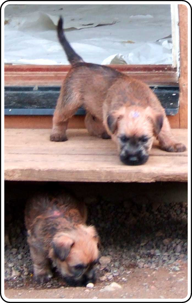 T2 litter5 weeks T2-5V-2.jpg
