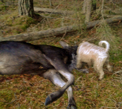 Faxe-jagar-20151108_3.jpg Faxe-jagar-20151108_3.jpg