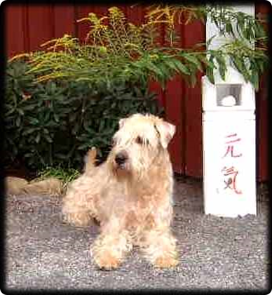 Villa Rosas Tar-Tuffe 2001 VR-Tar-Tuffe.JPG