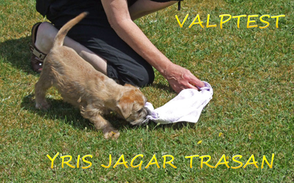Valptest-Yris-jagar-trasan.jpg