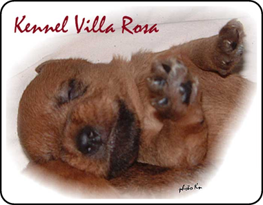 Villa-Rosa-puppy Villa-Rosa-puppy.jpg