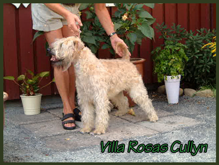 Villa-Rosas-Cullyn-kopia.jpg