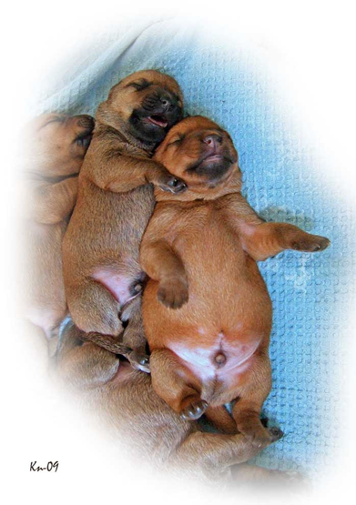 W2 litter 4days cute-brothers W2-4days-cute-brothers.jpg