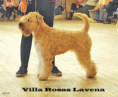 Villa Rosas Lavena Lundegård 2008 lundegard-VillaRosasLavena.jpg