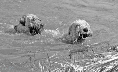 swimming-dogs-sv.jpg swimming-dogs-sv.jpg