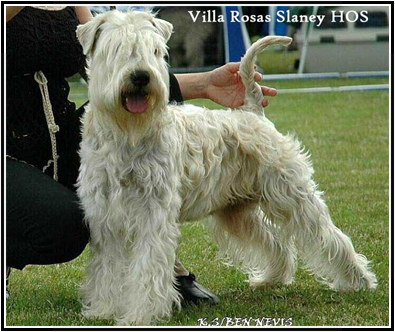 Villa Rosas Slaney HOS ww week 2008 wwwweek-vr-slaneyhos.jpg